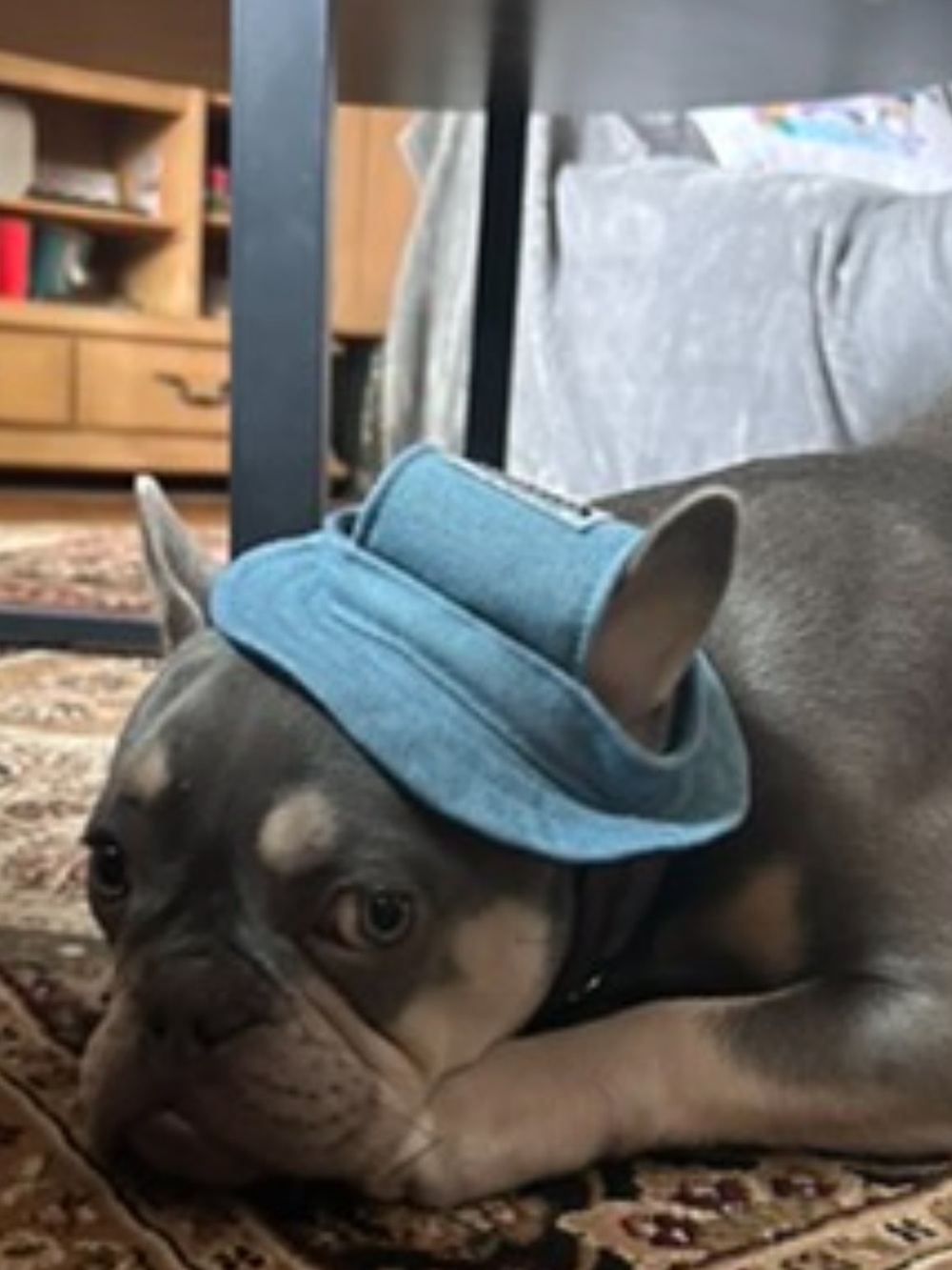 Blue Dog Hat - Stylish Denim Pet Cap